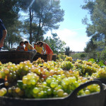 Festa_de_la_verema_15_3