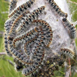 L’eruga processionària: consells davant la plaga.