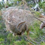 Tractament biològic contra la plaga de processionària