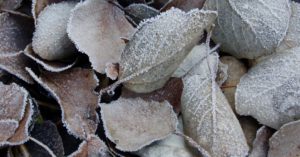 foto_fulles_gelades_red-jpg_1731629480