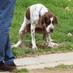 Primeres sancions per defecacions de gossos