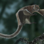 La paleontologia hostaletenca novament a les publicacions científiques