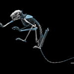 miopetaurista_skeleton_crip-1024×768