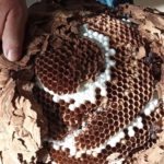 Retirat un quart niu de vespes asiàtiques