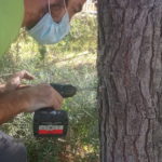 Tractament contra les plagues de l’arbrat