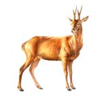 Com eren les banyes de l’Euprox?