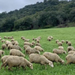 Pastura popular (CRM23)