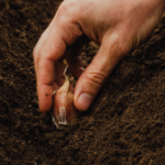 Curs d’horticultura