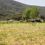 Sortida Iogurts Pastoret