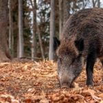 Alerta per pesta porcina