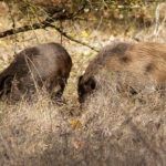 Mesures davant la PPA