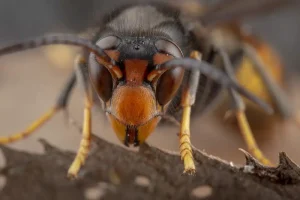 vespavelutina