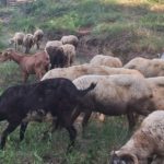Tornen a Serra Alta